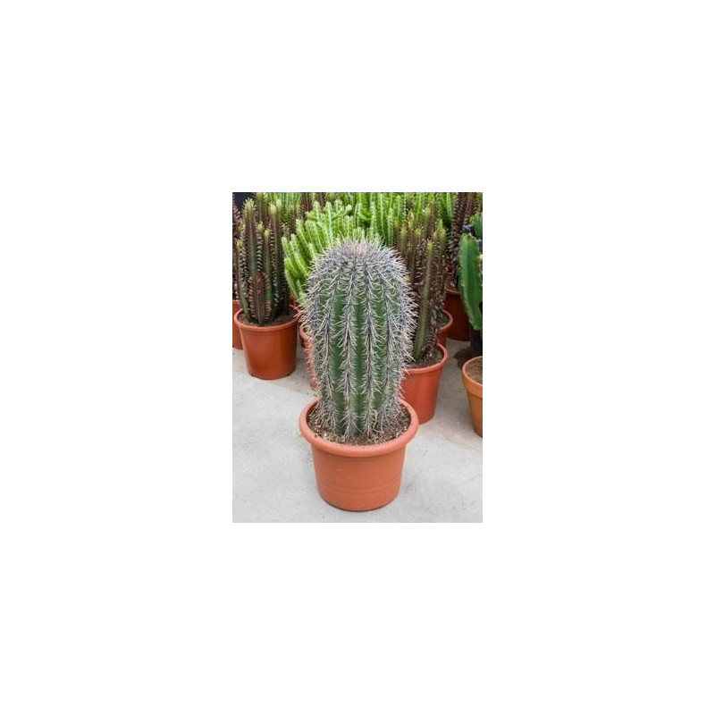 vente de cactus géant (carnegiea gigantea)