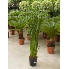 Cyperus alternifolius glaber 180 cm