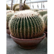 vente de coussin de belle mère-50cm (echinocactus grusonii)