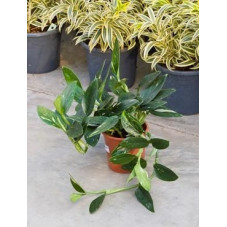 Philodendron cobra