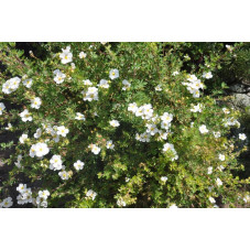 Potentilla fruticosa abbotswood fleurs
