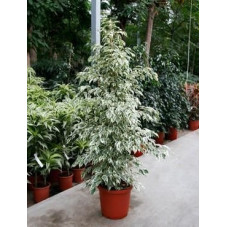 Ficus de Gantel