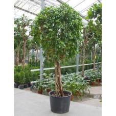 Ficus columnar tige