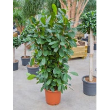 Ficus ciathistipula