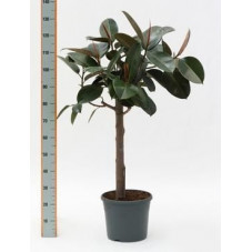 Ficus elastica abidjan  -  tige