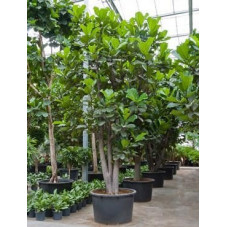 Ficus lyrata  -  ramifié tronc