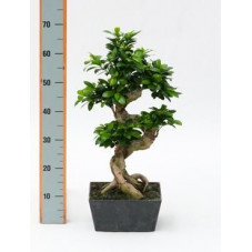 Ficus microcarpa compacta 