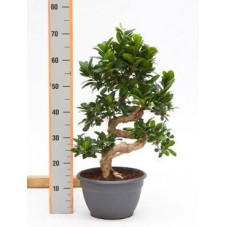 Ficus microcarpa compacta  tige