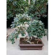 Ficus panda -  bonsaï