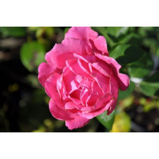 Rosier rose grosses fleurs - pink peace