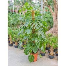 Philodendron pertusum  -  150 cm