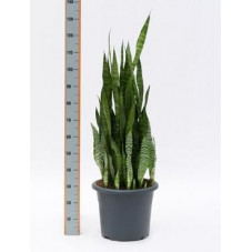 Sanseviera zeylanica  -  110 cm