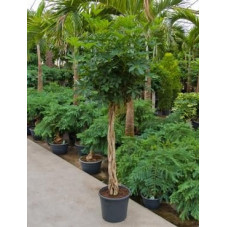 Schefflera arboricola  -  tige  180 cm