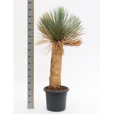 Yucca rostrata  -  tronc  -  140 cm