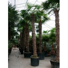 Palmier - trachycarpus fortunei - 525 cm