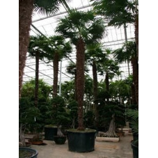 Palmier - trachycarpus fortunei - 700 cm