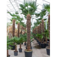 Palmier - trachycarpus wagnerianus  - 375 cm