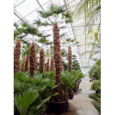 Palmier - trachycarpus wagnerianus  - 500 cm