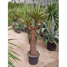 Yucca filifera  -  tronc - 160 cm