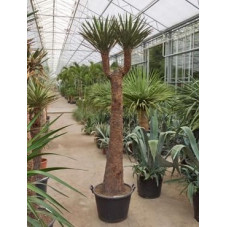 Yucca filifera  -  tronc - 220 cm