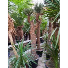 Yucca filifera  -  tronc - 250 cm