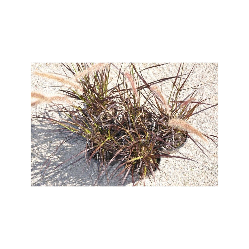 vente d'herbe aux écouvillons ( pennisetum setaceum rubrum)