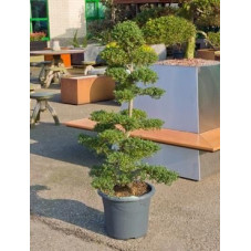 Ilex crenata - bonsaï 140 cm