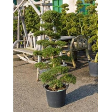 Ilex crenata - bonsaï 160 cm