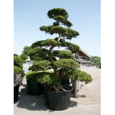 Taxus cuspidata - bonsaï 375 cm