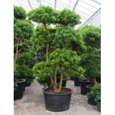 Podocarpus macrophyllus ramifié - bonsaï