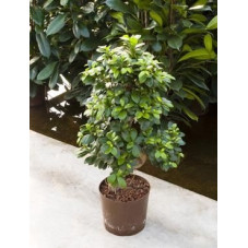 Ficus microcarpa - 65 cm