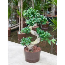 Ficus microcarpa - 95 cm