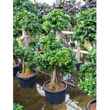Ficus microcarpa compacta 170 cm