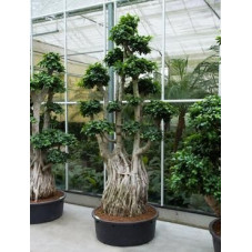vente de ficus (bonsaï)