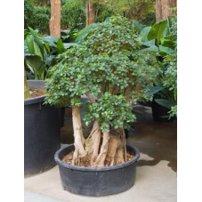 Ficus panda - 160 cm