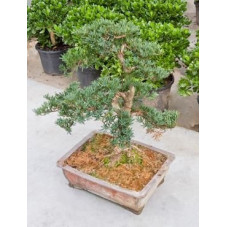 Podocarpus macrophyllus - bonsaï - 80 cm