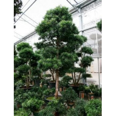 Podocarpus microphyllus 300 cm