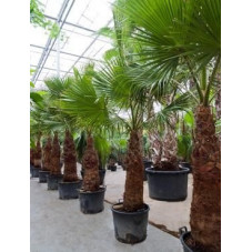Palmier - washingtonia robusta - 280 cm