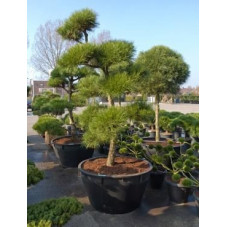 Pinus pinea - bonsaï -  300 cm