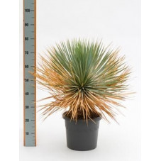 Yucca rostrata  -  80 cm