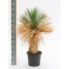 Yucca rostrata  -  100 cm