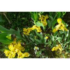 Iris barbara nana