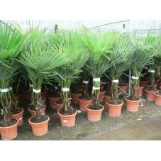 palmier de Chine - 140 cm