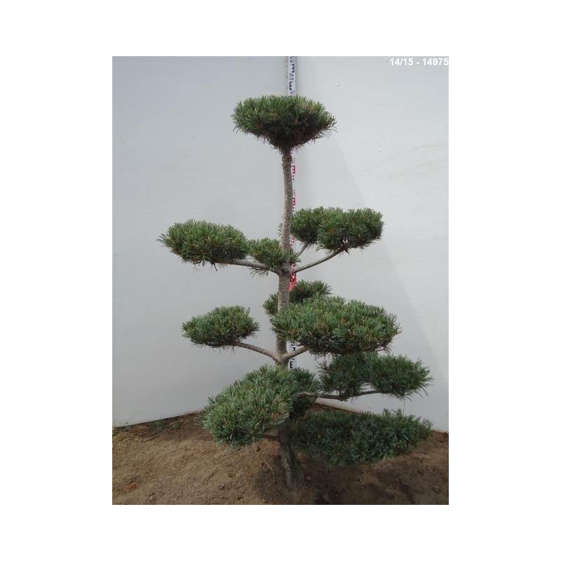 vente de pin parviflora glauca - bonsaï