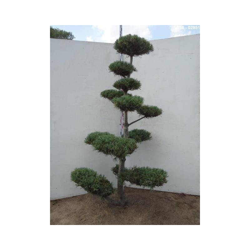vente de pinus parviflora glauca - bonsaï
