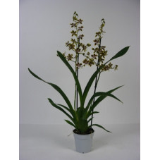 orchidée cambria tropic...