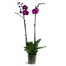 orchidée - phalaenopsis...