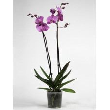 orchidée violet -...