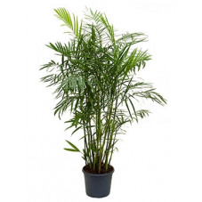 palmier bambou (chamaedorea...