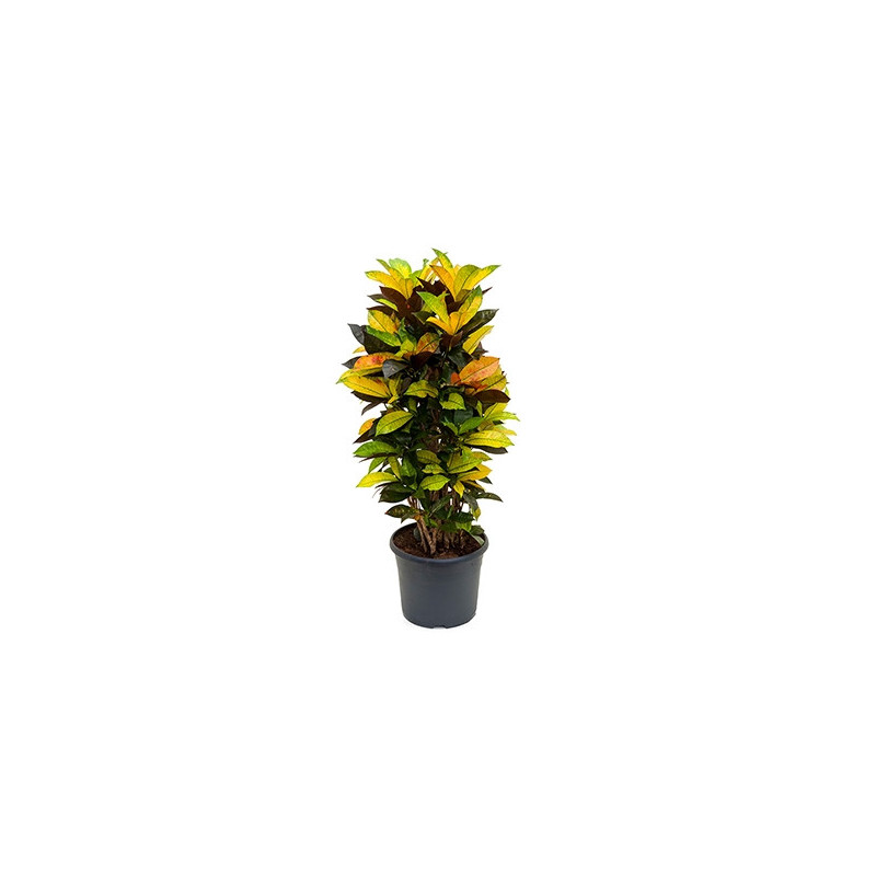 vente de croton iceton-110 cm (codiaeum variegatum)
